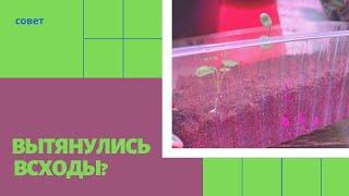 РАССАДА цветов вытянулись, что делать? Простой совет как вырастить рассаду