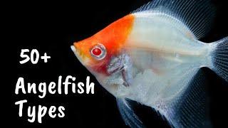 Different Types Of Angelfish: Explore The Stunning Angel Fish Breeds