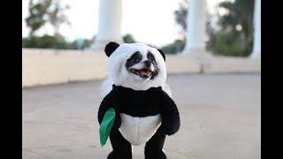 Pandaloon Panda Puppy Dog Costume AS SEEN ON SHARK TANK!