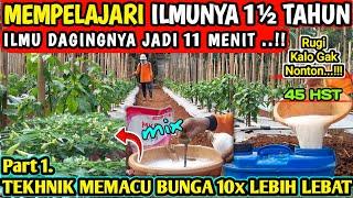  pupuk untuk melebatkan bunga cabe | perawatan cabe rawit kaliber usia 45 HST #infopertaniancabe