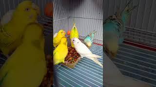 Parrot's favorite️soft food | #shorts