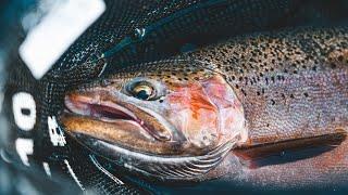 Fly Fishing Rainbow Trout | Eastern Washington