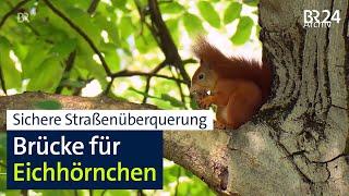 Stark befahrene Straße: Eichhörnchen-Brücke soll Tierleben retten | BR24