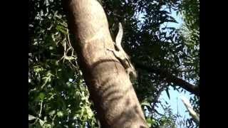 Indian squirrel sound