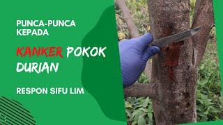 6 Punca Pokok Durian diserang Kanker
