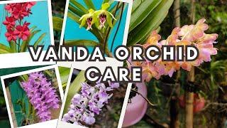 Vanda orchid care #orchid #orchidcare