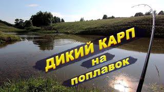 Поймал дикого карпа на поплавок - момент вываживания. Утренний сталкинг на карпа (карпфишинг).