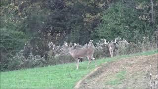 Rifle whitetail hunt