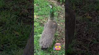 PEAHEN SOUND #shorts #wildlife #animals #beautiful #lame #pavo #peahen #song #sound #youtube #fyp