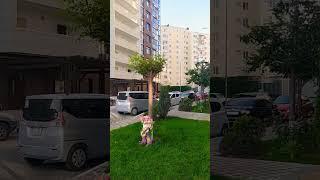 Деревья после обрезки // ЖК Тургеневский квартал // Анапа, 5 июня 2024 г.