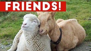 Funniest Unlikely Animal Friendships Compilation | Funny Pet Videos