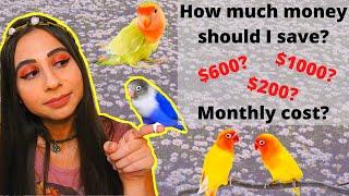 How Much Does it Cost to Take Care of a Lovebird? | How much will I be spending on a Lovebird?