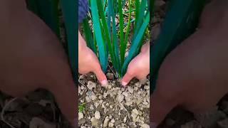 Onion plant harvesting #satisfying #onion #farming #agriculture #fruit