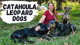 Meet Our Working Farm Dogs | Louisiana Catahoula Leopard Dogs