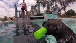 Dock Diving Boxer