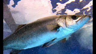 ヒラスズキ　Blackfin seabass　Lateolabrax latus