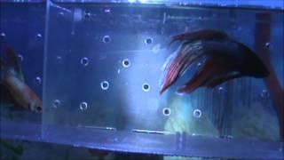 Betta Splendens II