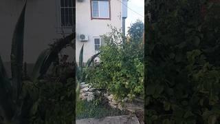 ДОМ У МОРЯ В АБХАЗИИ СДАЮ ЖИЛЬЕ #абхазия #жилье