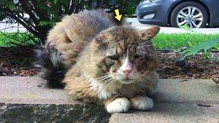 Die Katze weinte und bettelte jahrelang um Hilfe, aber die Menschen gingen an ihr vorbei
