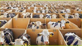 Granja de vacas rusa  Cómo se crían millones de vacas | Fábrica de procesamiento de carne vacuna