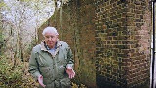 Watch David Attenborough's new film trailer