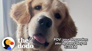 Golden Retriever Has A Very Specific Routine | The Dodo