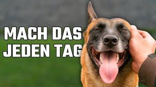 So wird dein Hund DICH mehr lieben – Wissenschaftlich bewiesen!