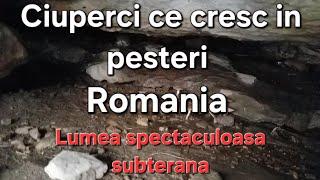 Lumea Subterana din Romania- Peșteri, lilieci și ciuperci de pestera