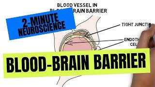 2-Minute Neuroscience: Blood-Brain Barrier