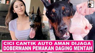 Auto Aman : Cici Cantik Dijaga Anjing Dobermann Pemakan Daging Mentah - Koko The Dobie