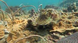 Scuba Diving in Phuket Thailand