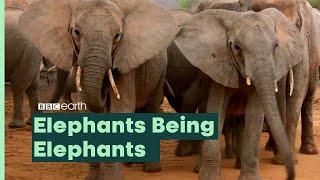 Elephants Being Elephants | BBC Earth