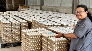 Super Hi-tech Layer Farm: HARVESTING 200 Thousand EGGS DAILY ng WALANG TAO - Fully Mechanized