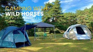 Camping with wild horses | New Forest Roundhill campsite | ASMR camping