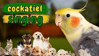 Cockatiel singing   | Treinamento de canto para calopsitas e papagaios  