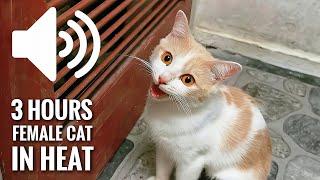3 HOURS FEMALE CAT IN HEAT MEOWING MATE CALLING  - PRANK YOUR PETS