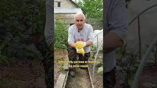 Золотые правила богатого урожая баклажанов