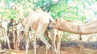 Camel Test Pregnancy of His Partner Camel || Check Pregnancy ||Camel Love