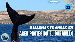 [33]. BALLENAS FRANCAS EN EL AREA PROTEGIDA EL DORADILLO DE PUERTO MADRYN