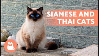 SIAMESE CATS  (Origin, Characteristics, Character and Care)