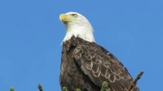 Bald Eagle in our yard - Part I