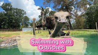 Swimming with Ostriches and much more!