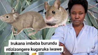 Imbeba ziriruka ntizizagaruke mu rugo rwawe ukundi!!!! bikorerwa uzambwire nyumaaaa!!