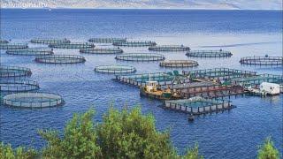 R177 Billion Aquaculture Industry value by 2033 (Operation Phakisa)