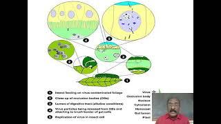 Trends in Plant Disease Control by Biologicals (Part - 3)