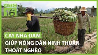 Cây nha đam giúp nông dân Ninh Thuận thoát nghèo | VTC16