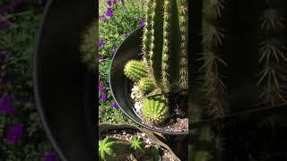 How to Remove a Basal Pup From a Large Cactus