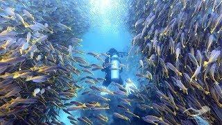 Diving in Thailand, Phi phi Island, march 2019