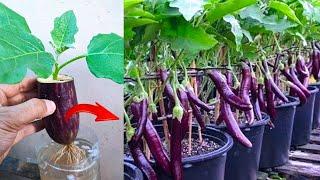 Best Skills Growing Eggplants from eggplant fruit in water  100% success