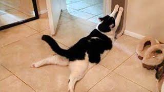 Cats Doing Cat Thing -  Funny Cat Videos